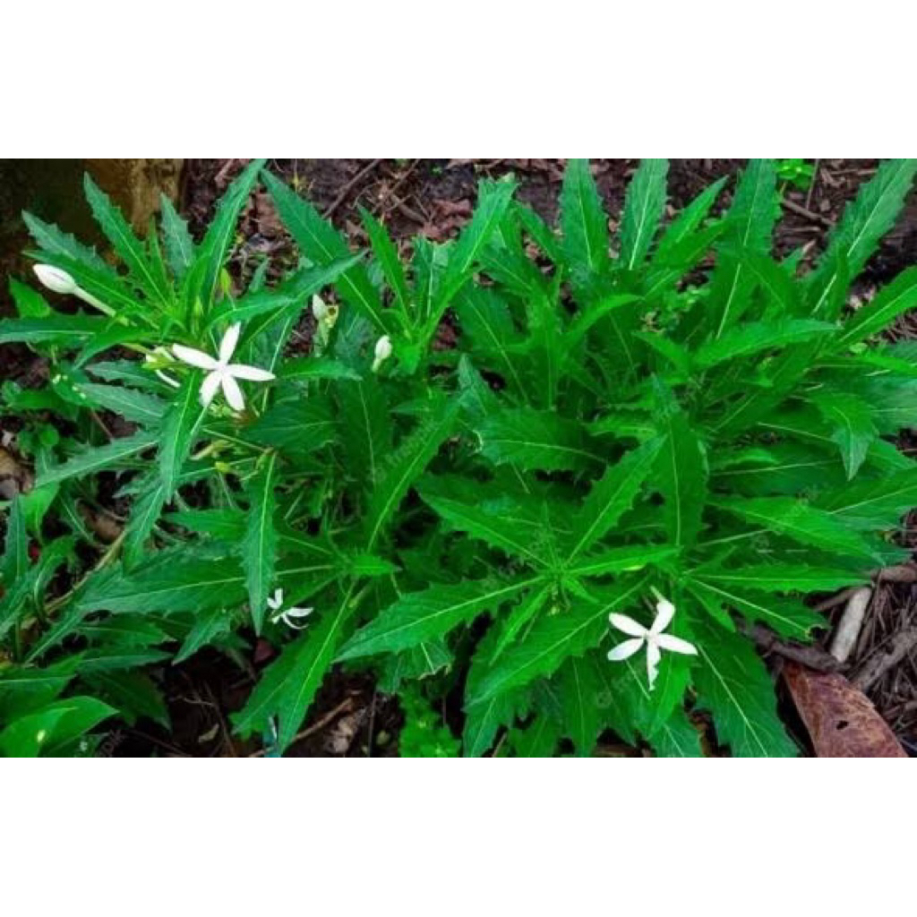 

Daun Kitolod 1 kg fresh di petik jika ada pesanan masuk