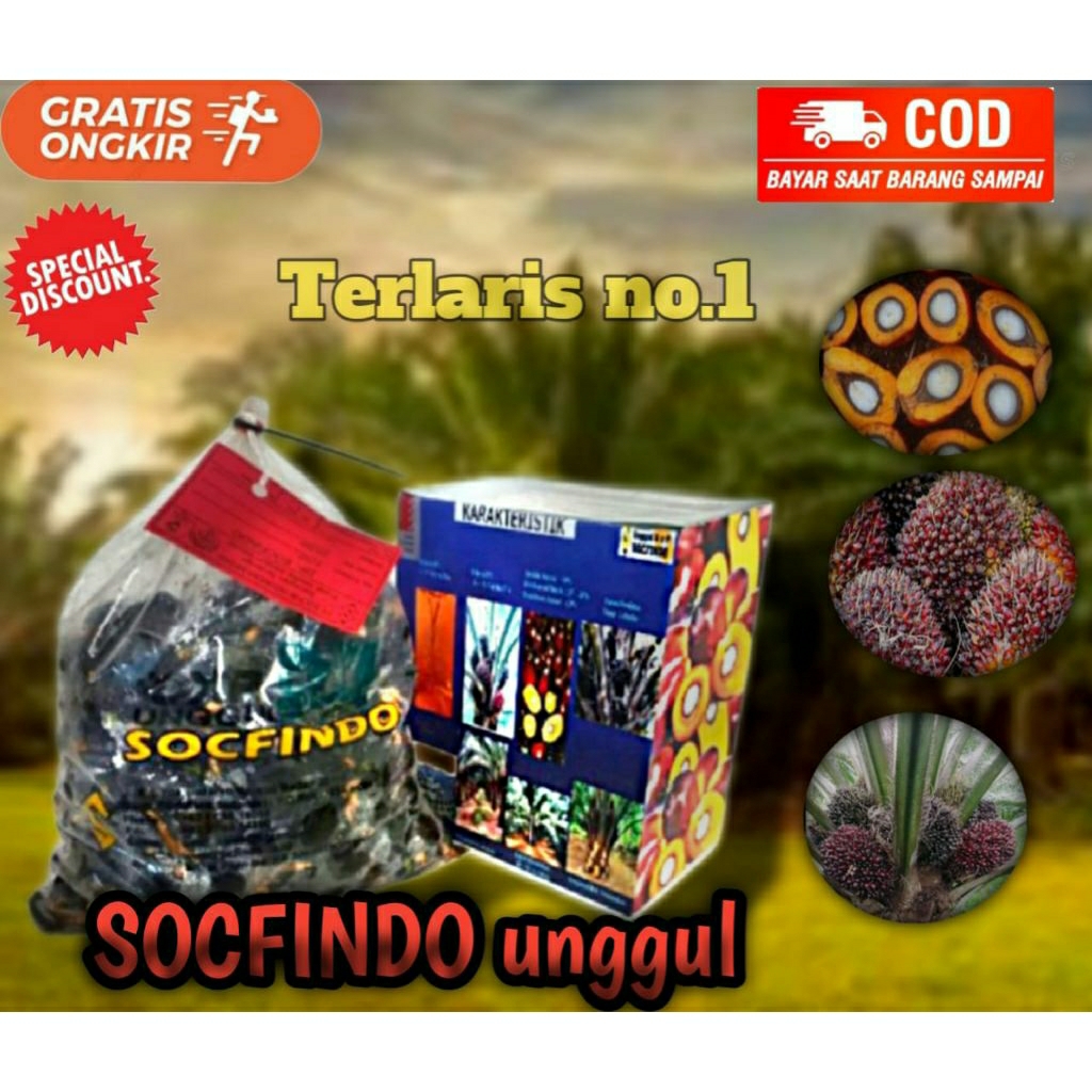 biji bibit kelapa sawit unggul SOCFINDO 250 butir ber sertifikat