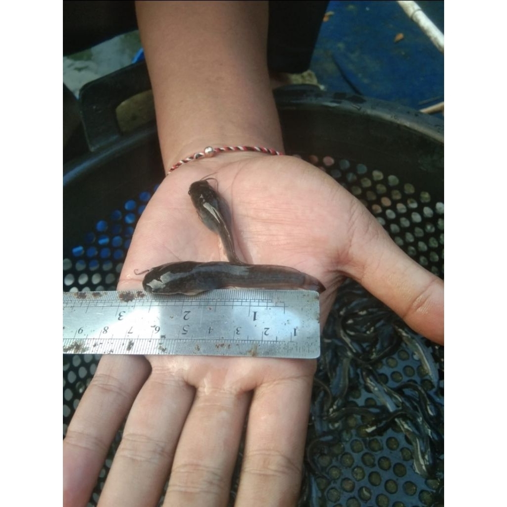 paket Bibit Lele unggul (100 ekor + 10)