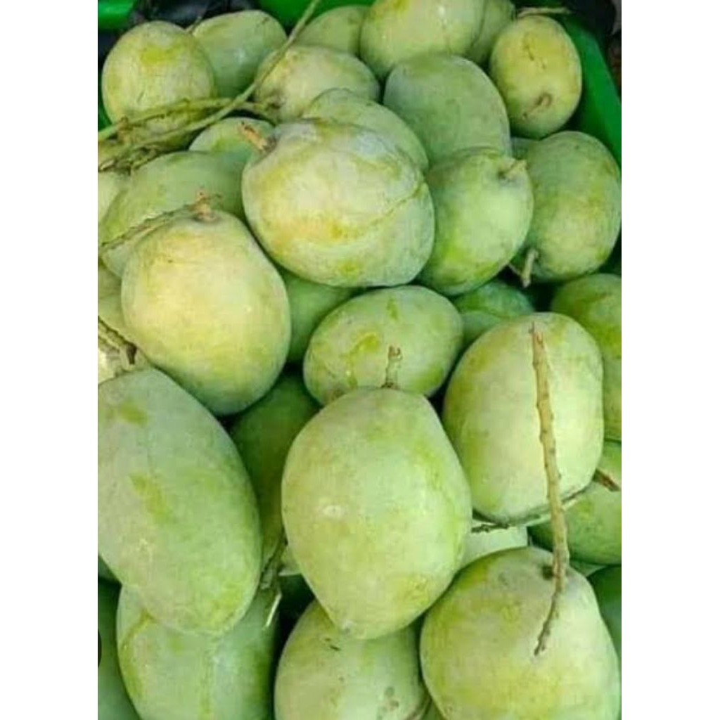 

mangga indramayu mengkel