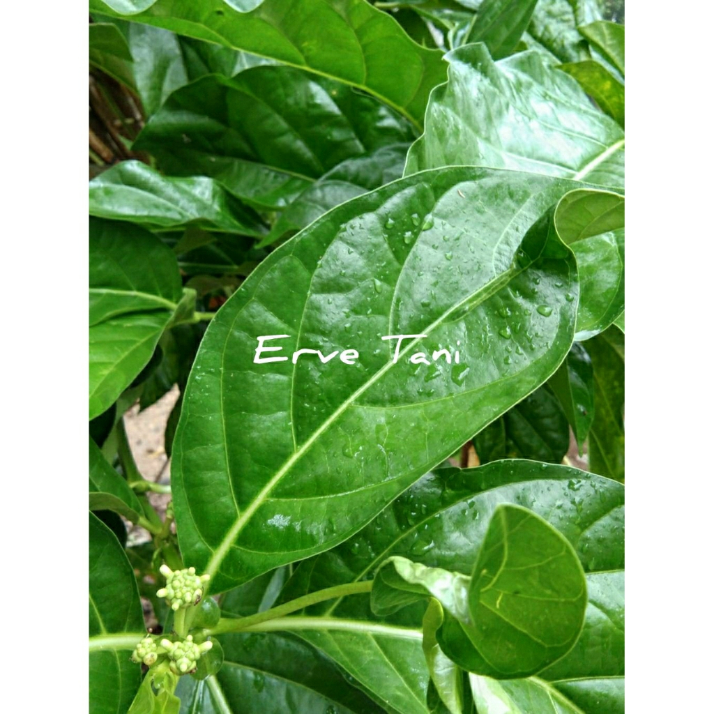 

DAUN MENGKUDU / DAUN PACE