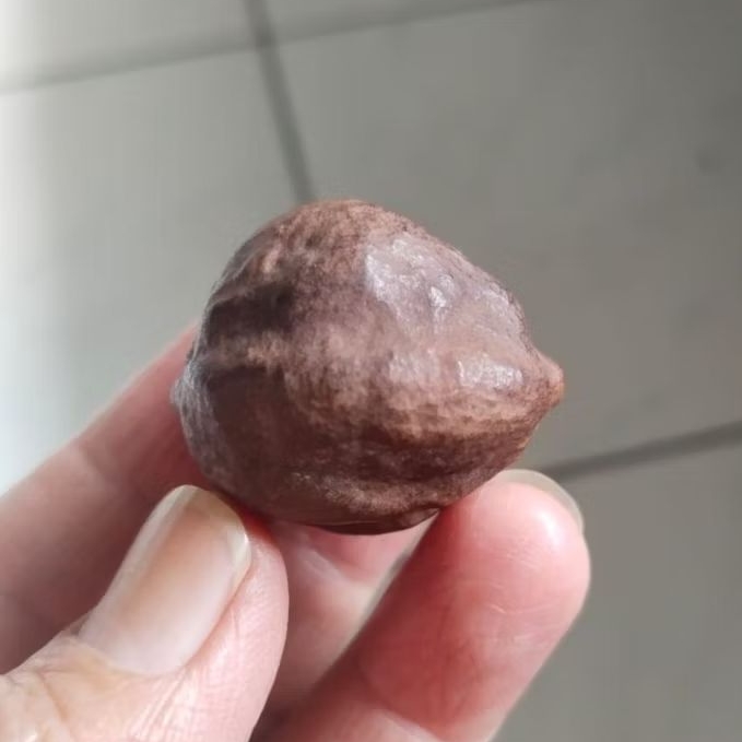 Kemiri Adu Muncang Adu MJ Si Lauk Ori Pasangan Mewah