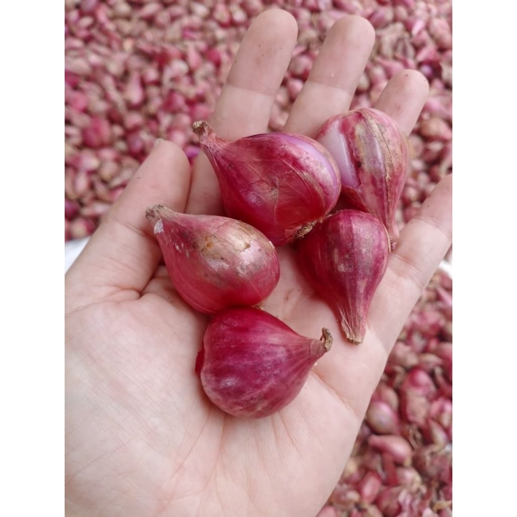 

bawang merah