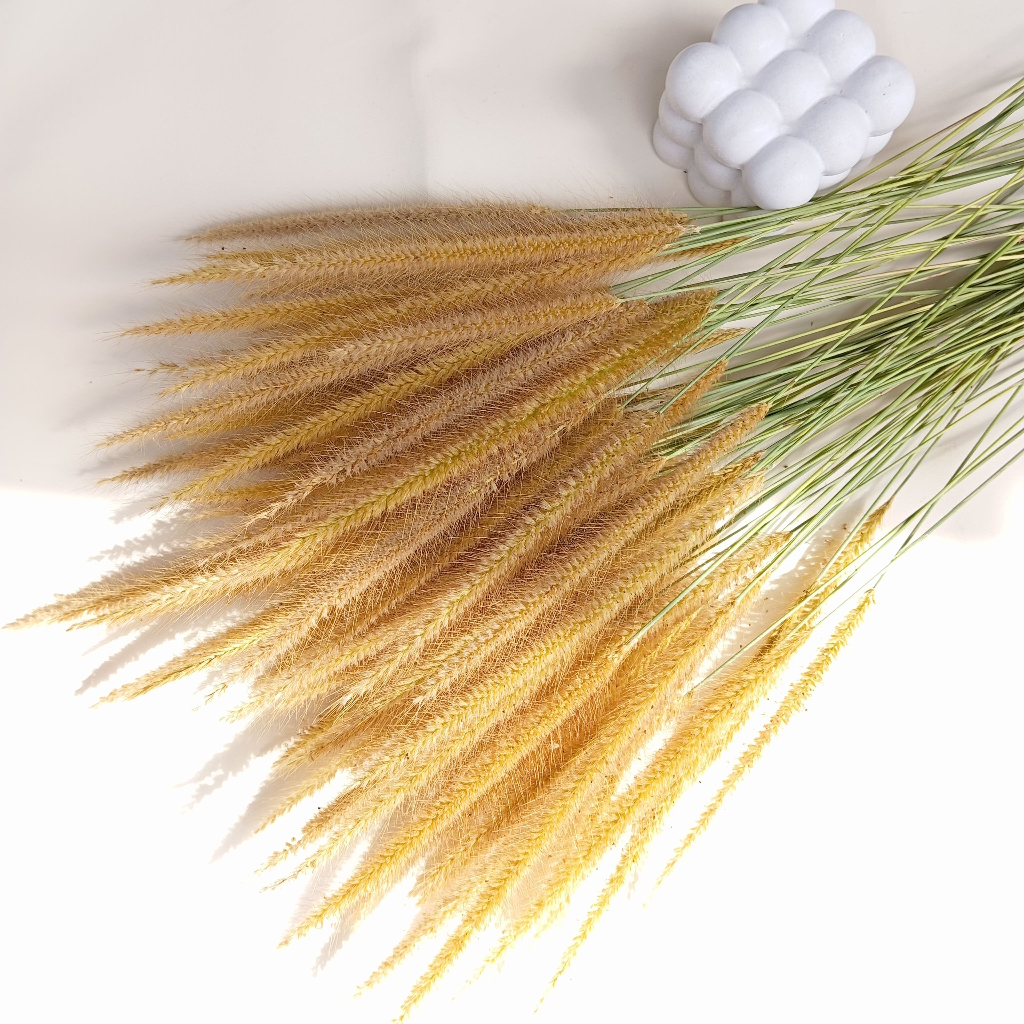 [20batang] OSON-OSON Bunga Kering Sataria | Bunga Kering Aesthetic | Bunga Kering Natural Rustic | B