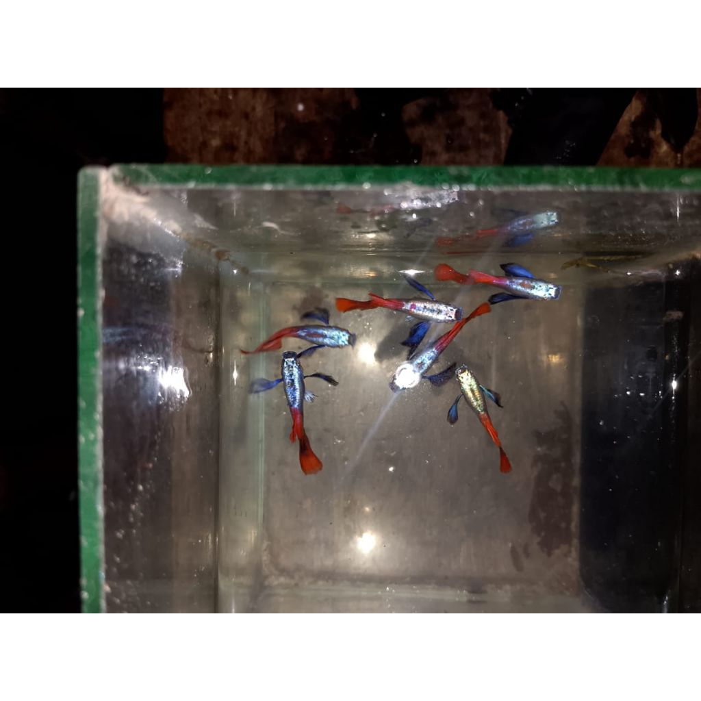 ikan guppy PRTDE perpasang