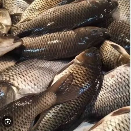

Ikan Mas Segar 1 kg