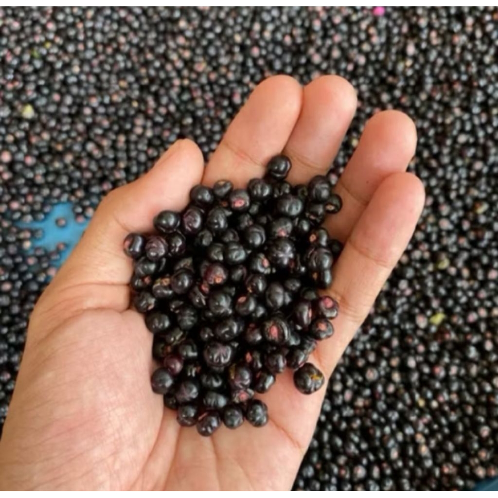 

terbaik buah binahong/angkung obat stroke dan jantung 100 biji