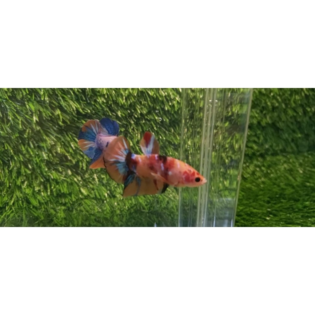 Ikan Hias Cupang Giant Nemo Good Quality