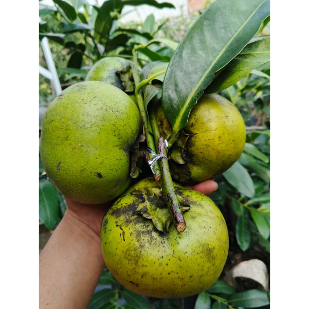 

EXOTIC BLACK SAPOTE 500 GRM