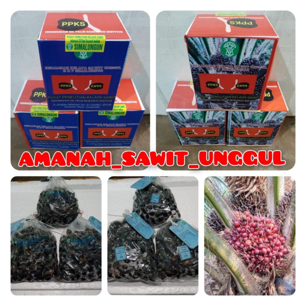 COD termurah bibit kecambah sawit DxP PPKS SIMALUNGUN KUALITAS UNGGUL