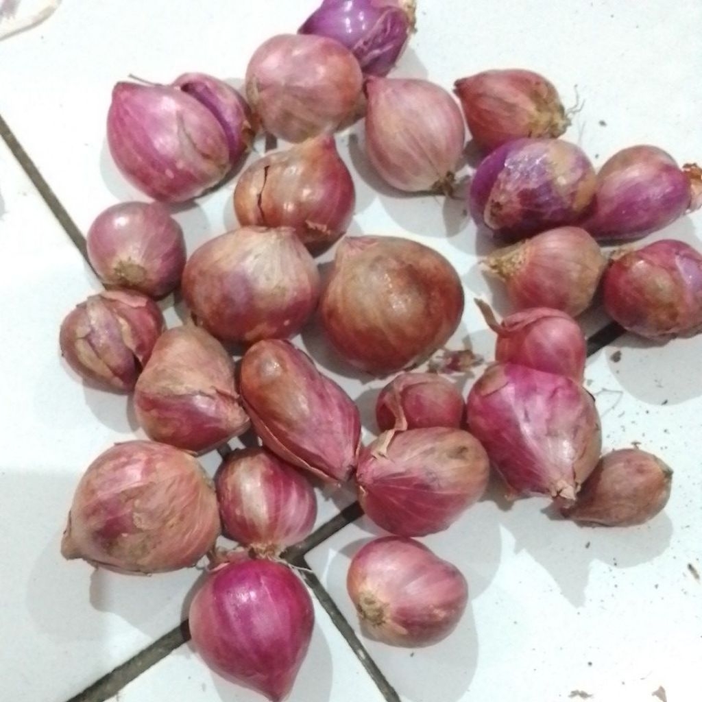 

bawang merah sedang