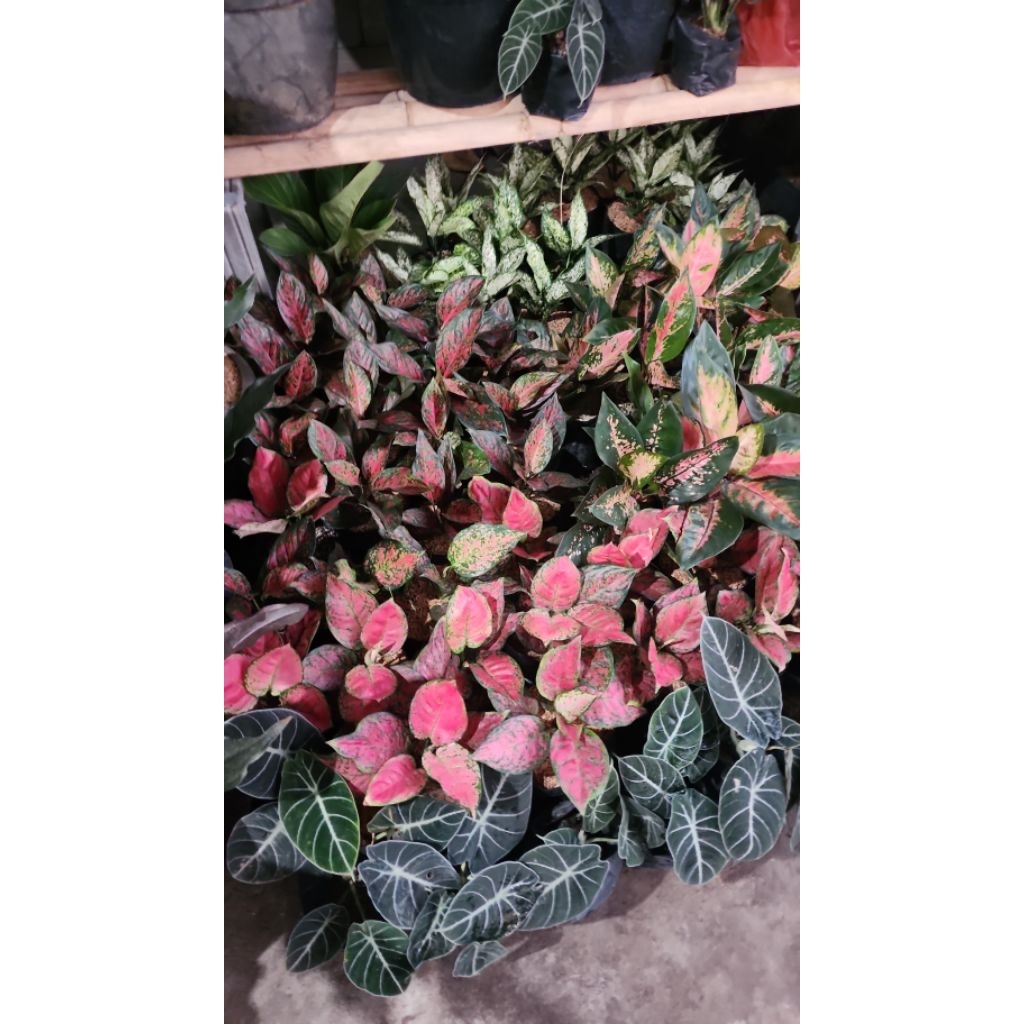 berbagai macam jenis bunga aglonema