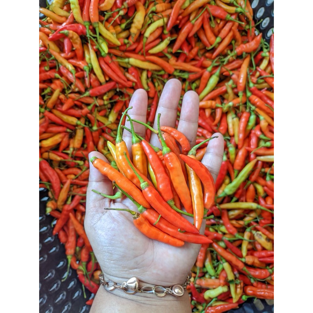 

cabe rawit cabe merah 1kg cod termurah