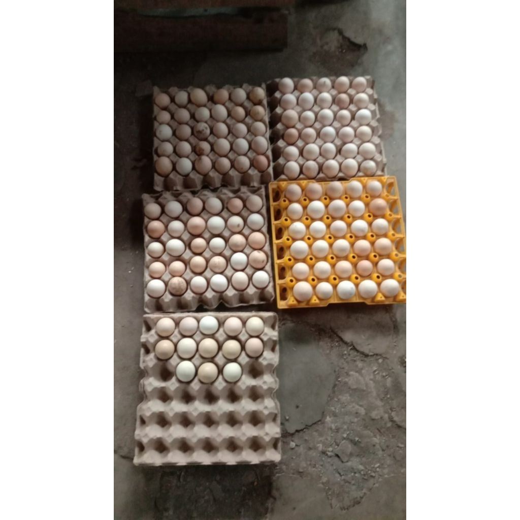 

telur ayam elba tertil/telur elba tetas