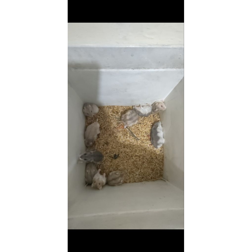 hamster winter white