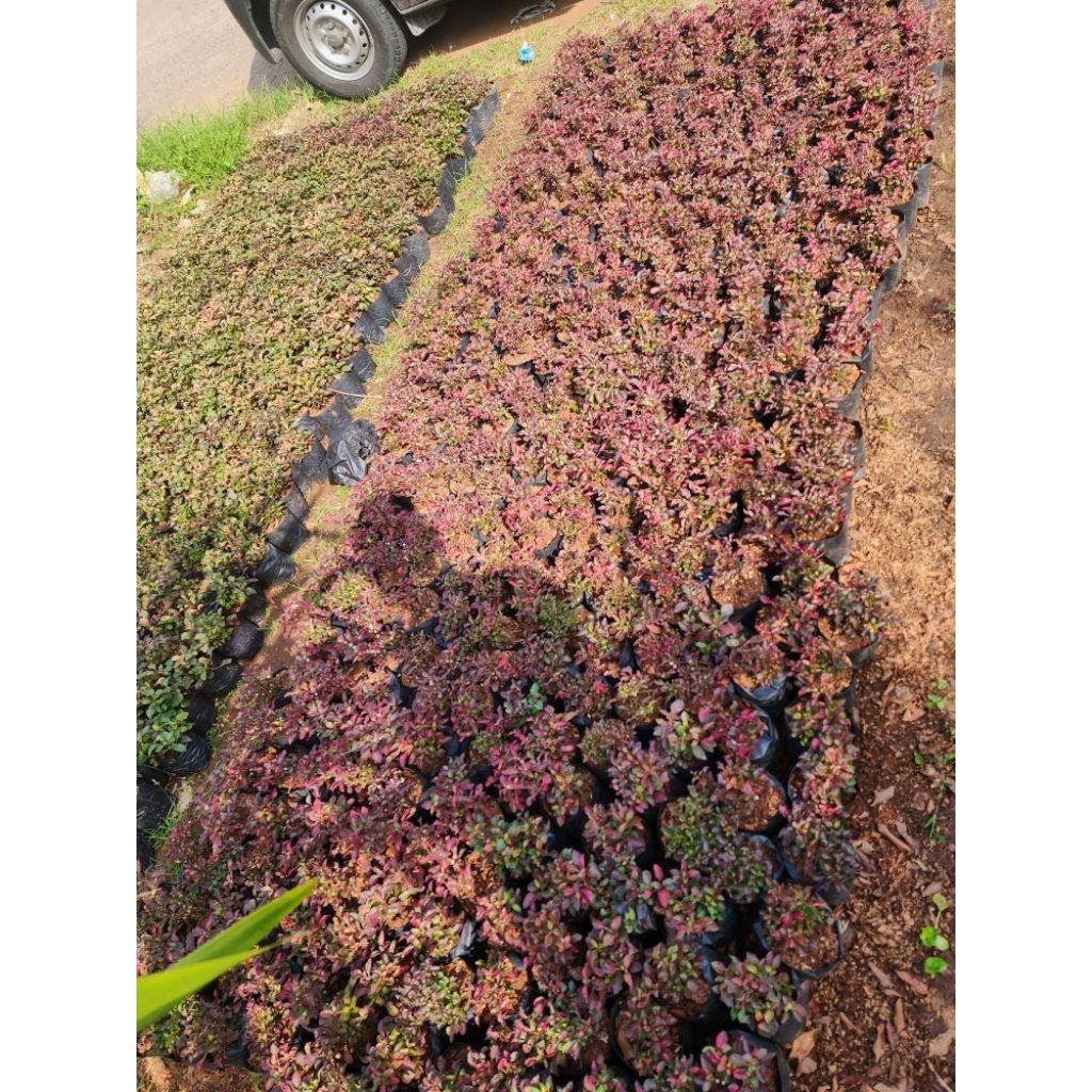 bunga krokot merah/bekicot merah
