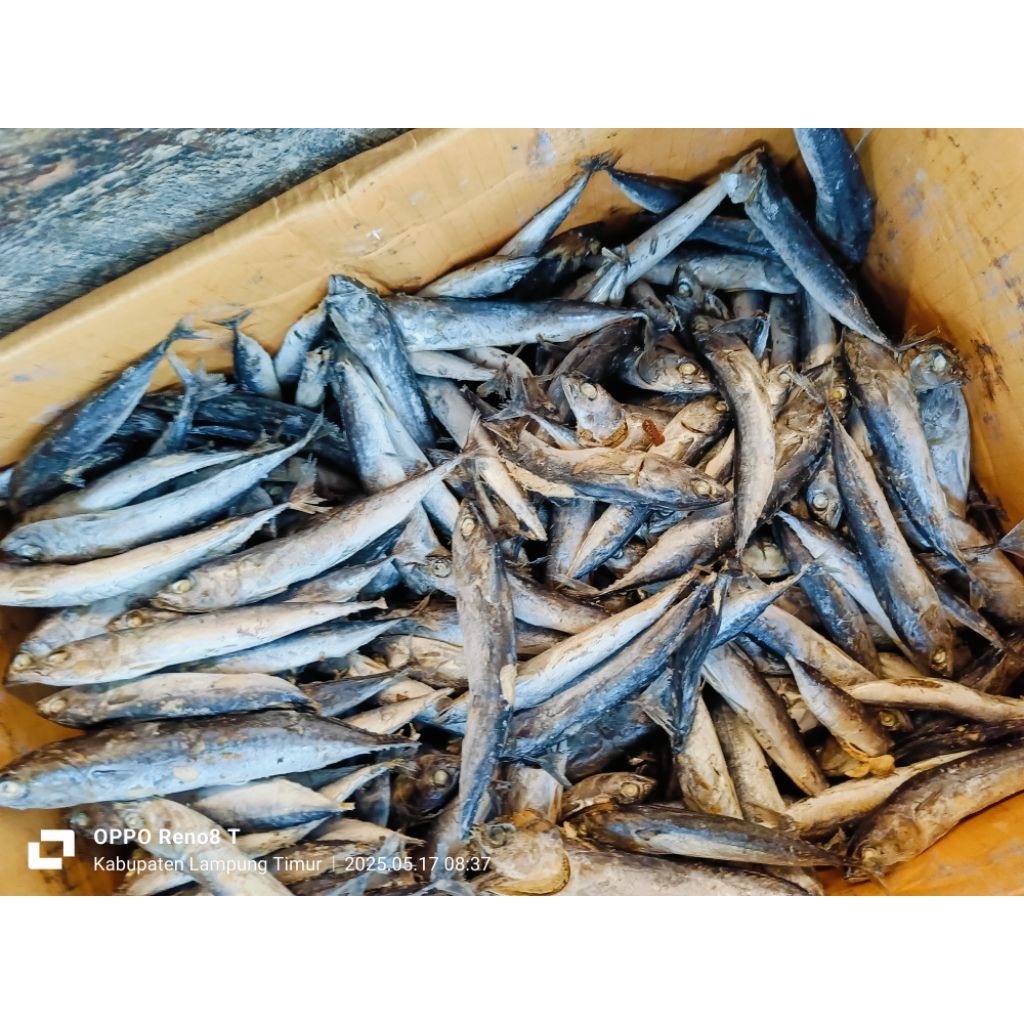 

IKAN ASIN LAYANG KEPALA