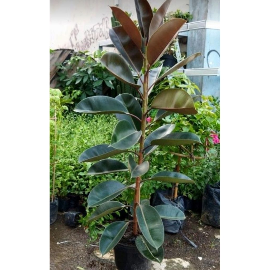 pohon karet kebo tinggi 2 meter siap tanam