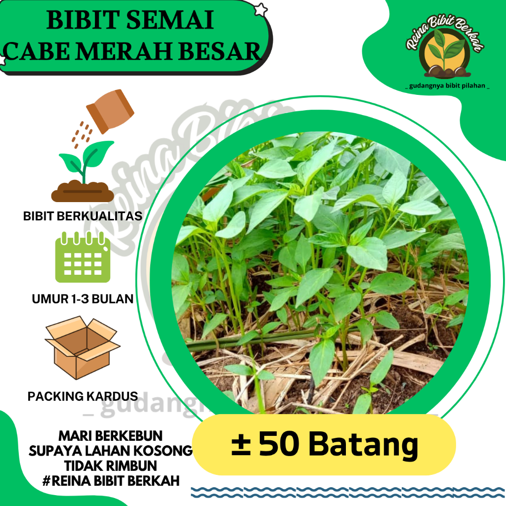 50 BIBIT CABE MERAH BESAR SEMAI SIAP TANAM