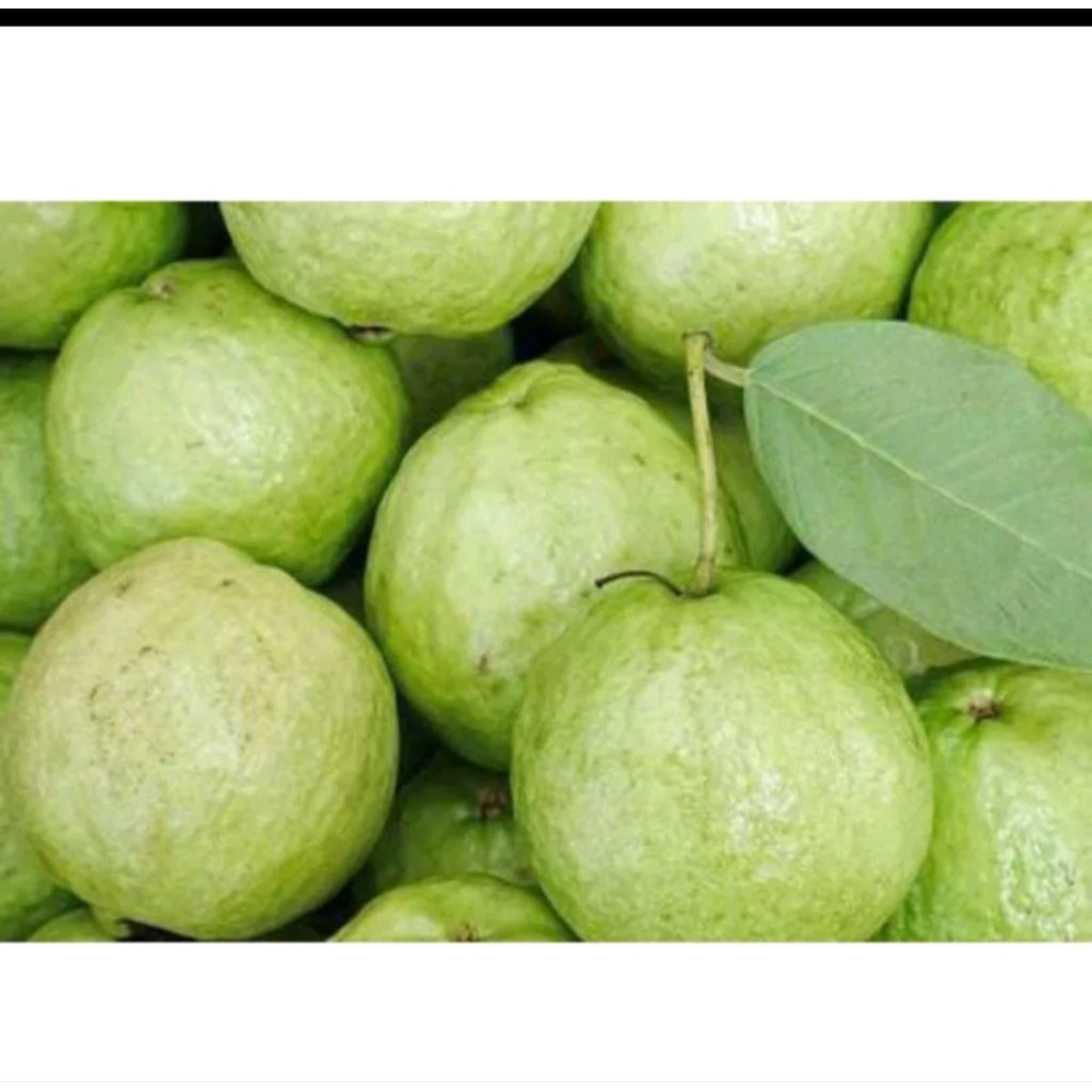 

jambu kristal 1 kg petik pohon