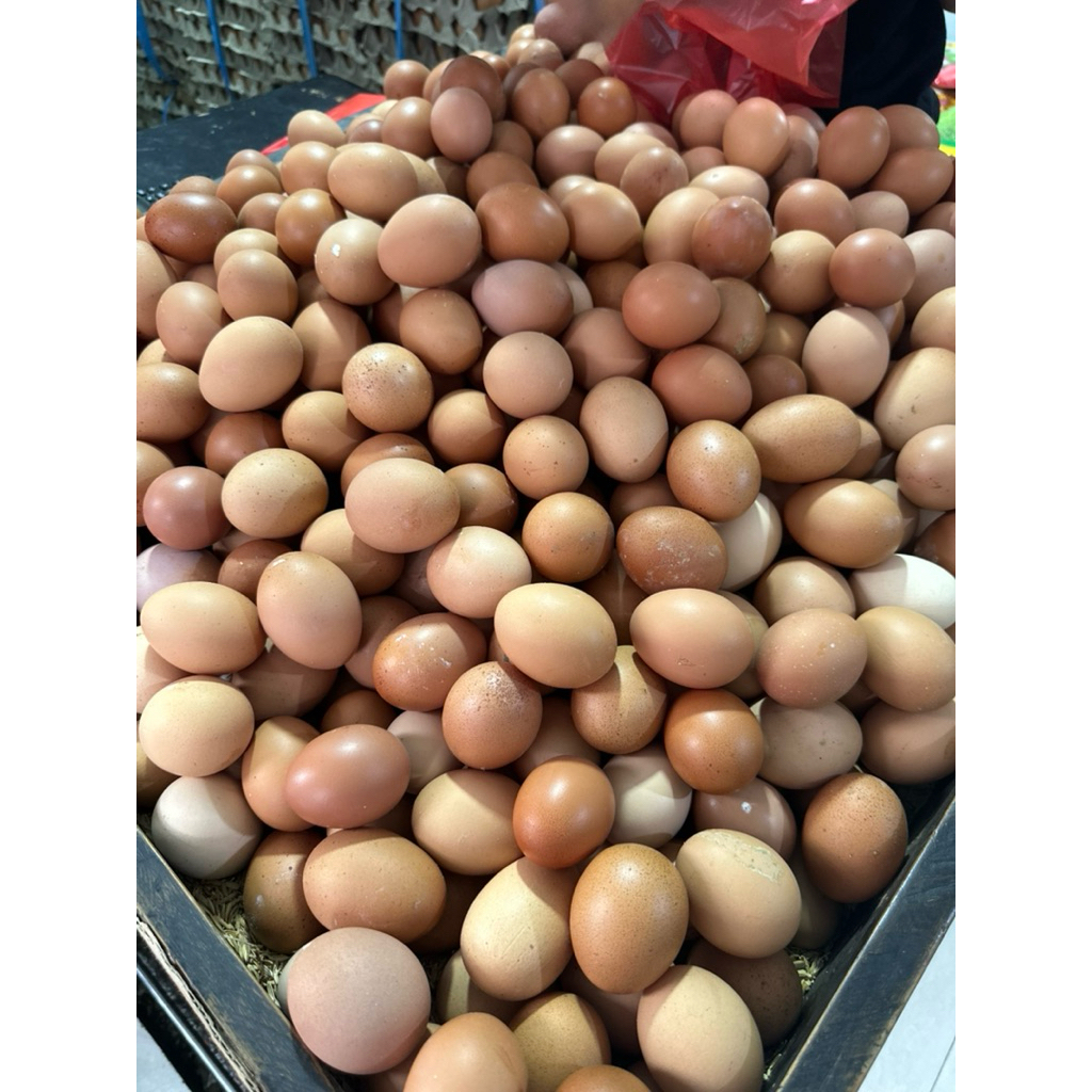 

Telur Ayam Negeri Fresh dan TERMURAH 1KG