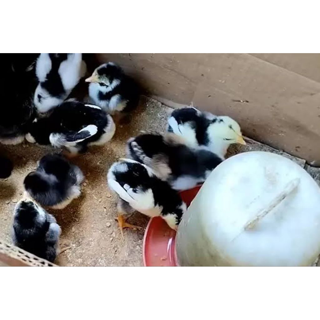 DOC AYAM BANGKOK LOKAL