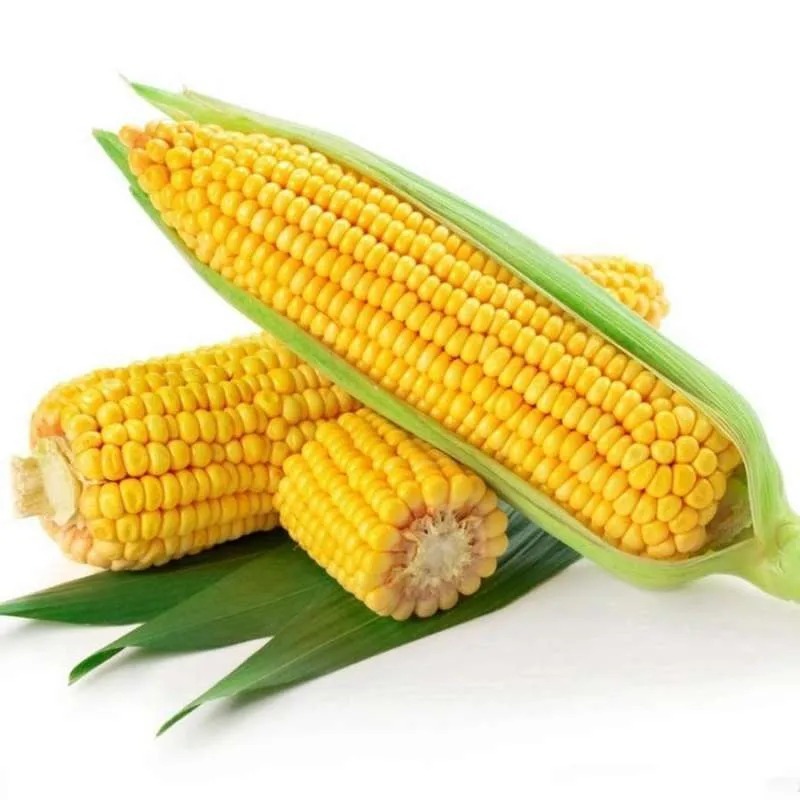 

Jagung Manis Madu Jagung Madu Murah berkualitas fresh