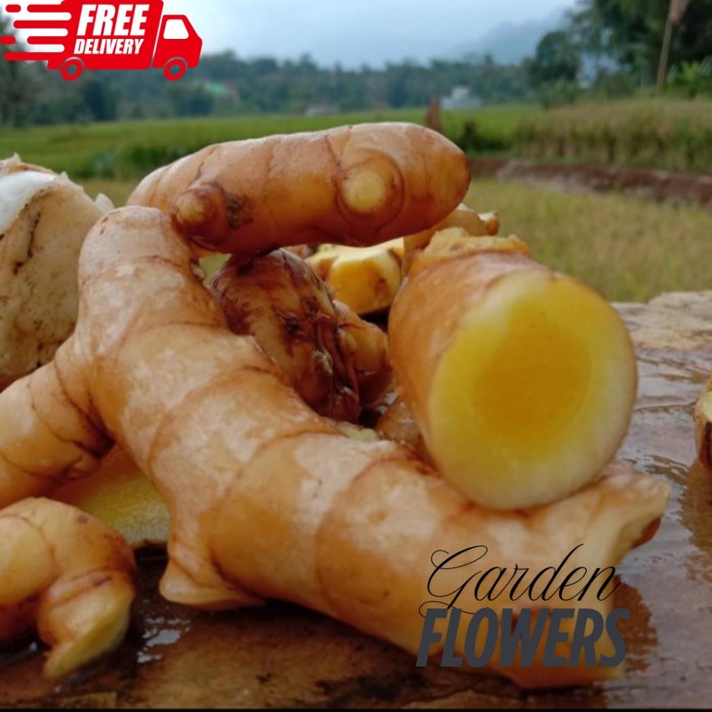 

PROMO TEMU MANGGA SEGAR FRESH