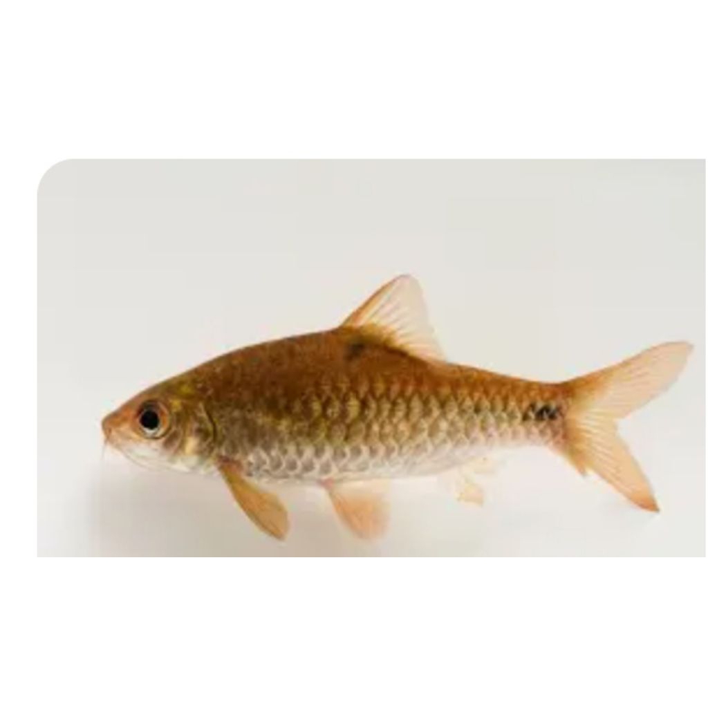 hiasan aquarium ikan wader 10pcs aquascape