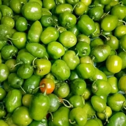 

CABE GENDOT FRESH 1KG | CABAI GENDOT FRESH BESAR