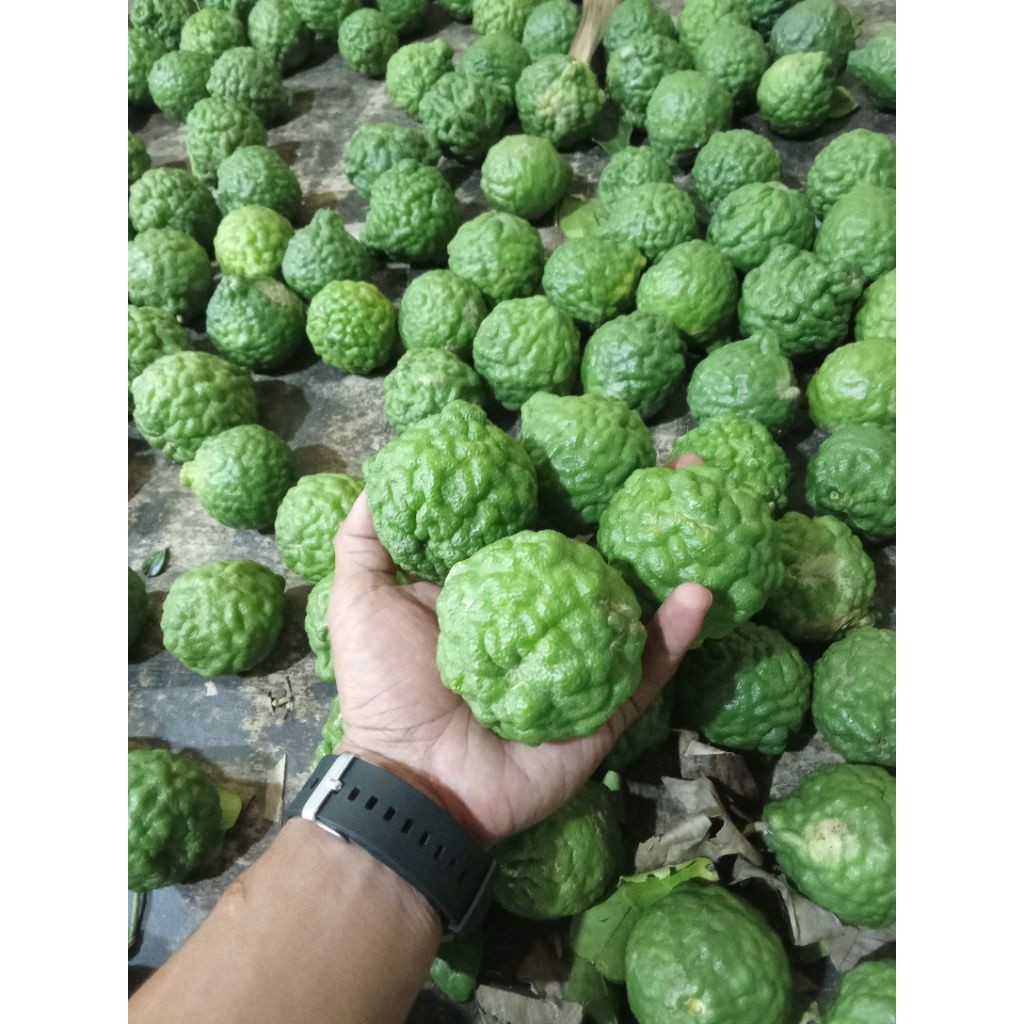 

BUAH JERUK PURUT SEGER CANTIK FREES HIJAU PER 1 PCS