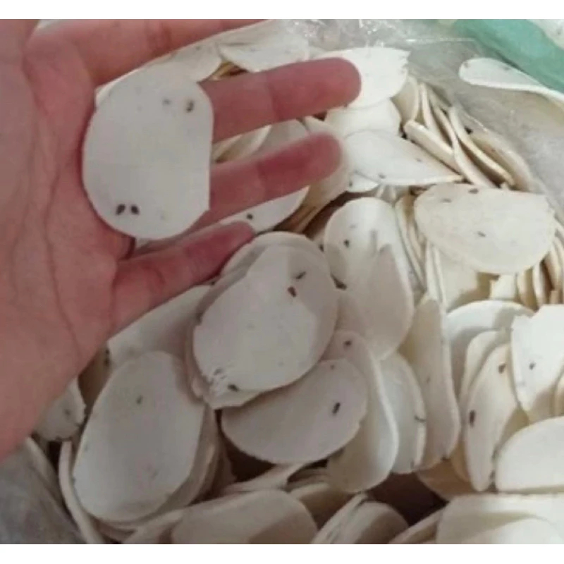 

kerupuk KUPANG putih khas sidoarjo