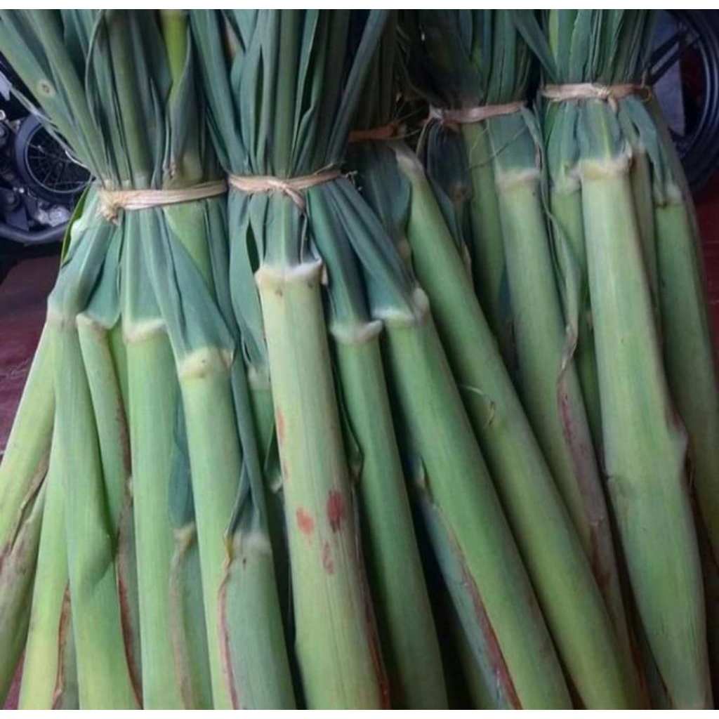 

sayuran terubuk segar