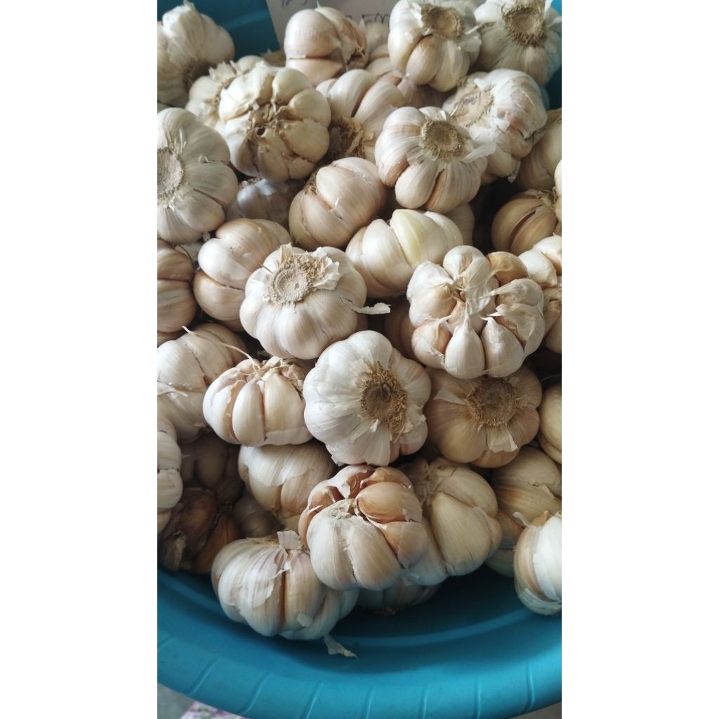 

bawang putih 1kg