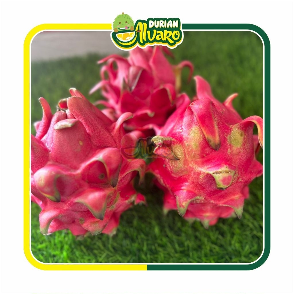 

Buah Naga ±1kg
