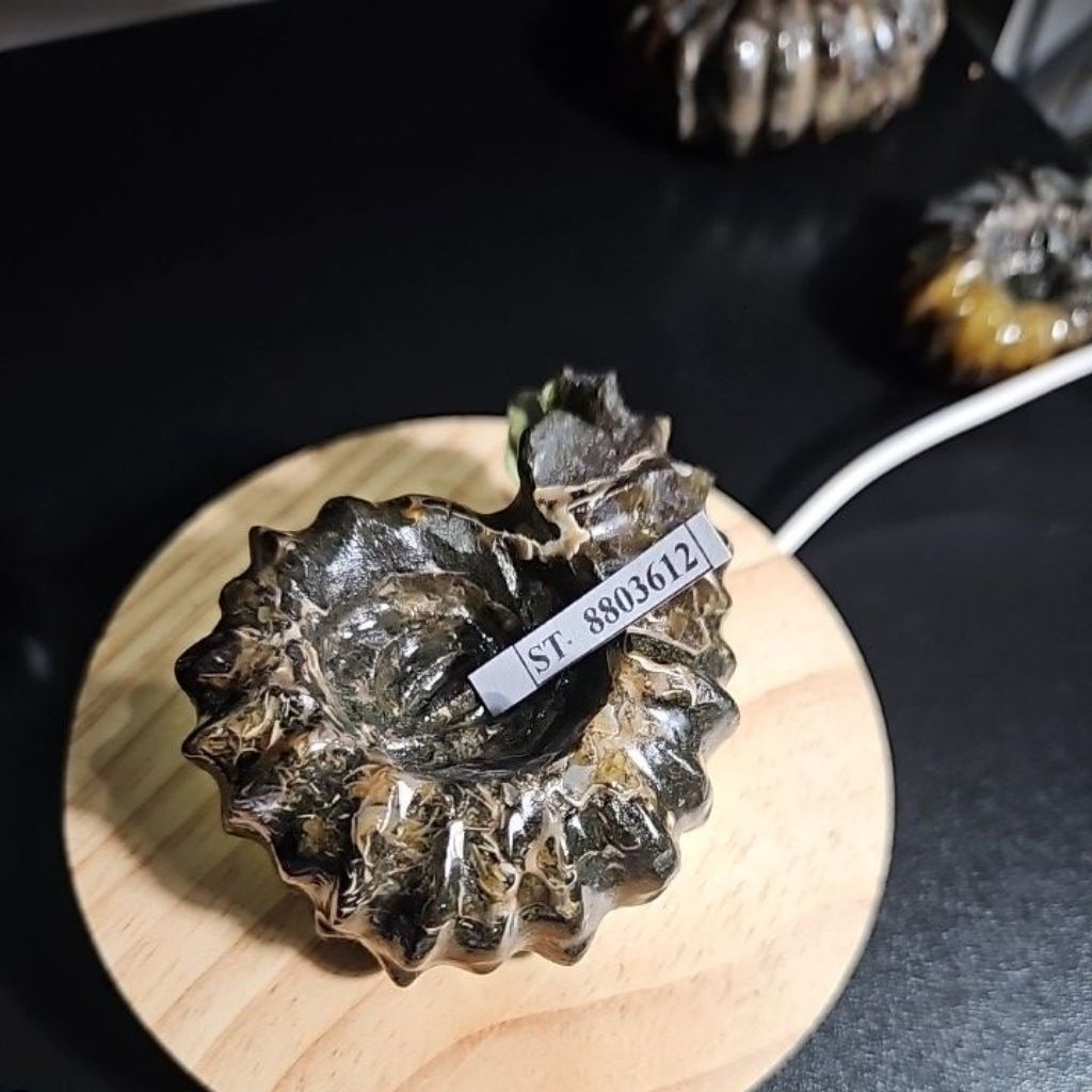 CRYSTAL AMMONITE Madagascar Rough HQ BATU ASLI