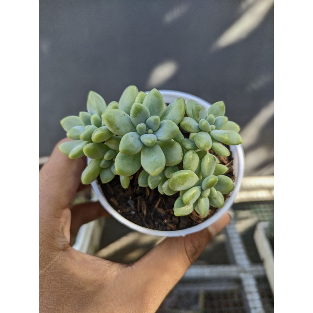 Graptosedum Cheese Cake sukulen impor, ECHEVERIA TUXPAN dan OROSTACHYS IWARENGE