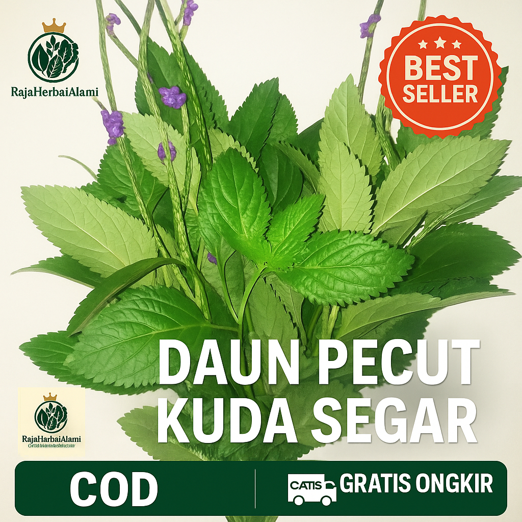 

Daun Pecut Kuda Segar 100gr – Herbal Alami Siap Pakai | COD