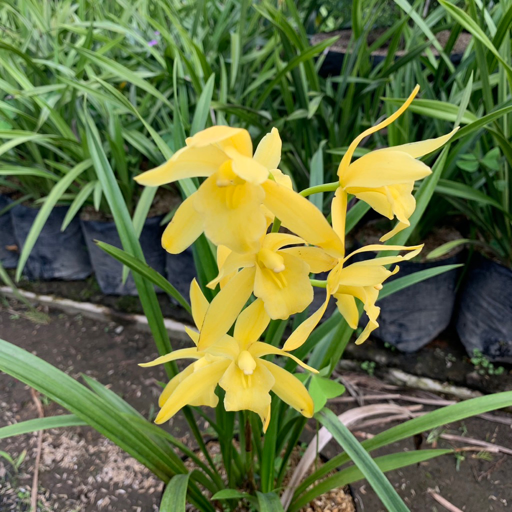 anggrek cymbidum golden boy - anggrek tanah golden boy - rimbun - anggrek tanah