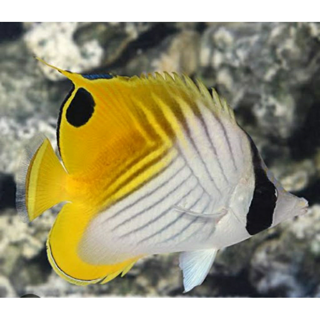 

IKAN HIAS LAUT KEPE AURIGA