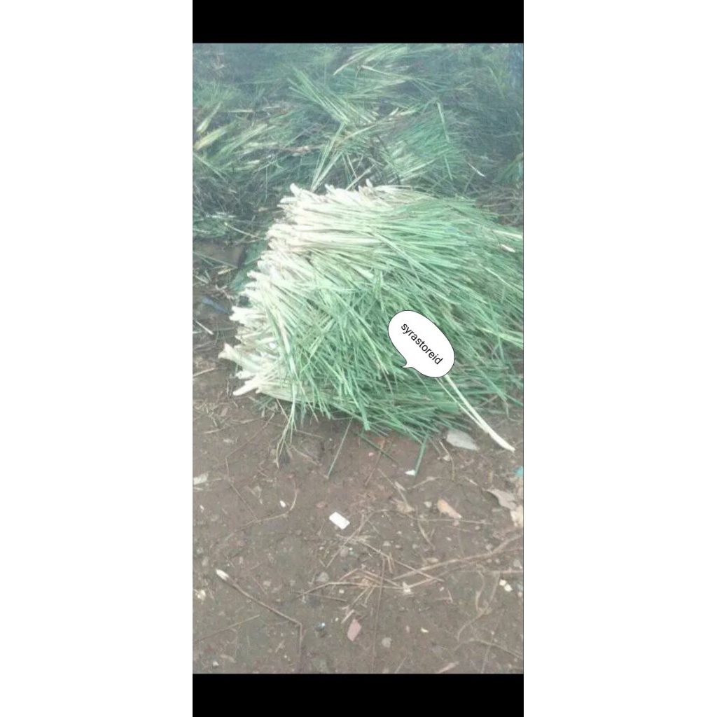 

serai dapur 1kg ( beli 5kg gratis 1kg)