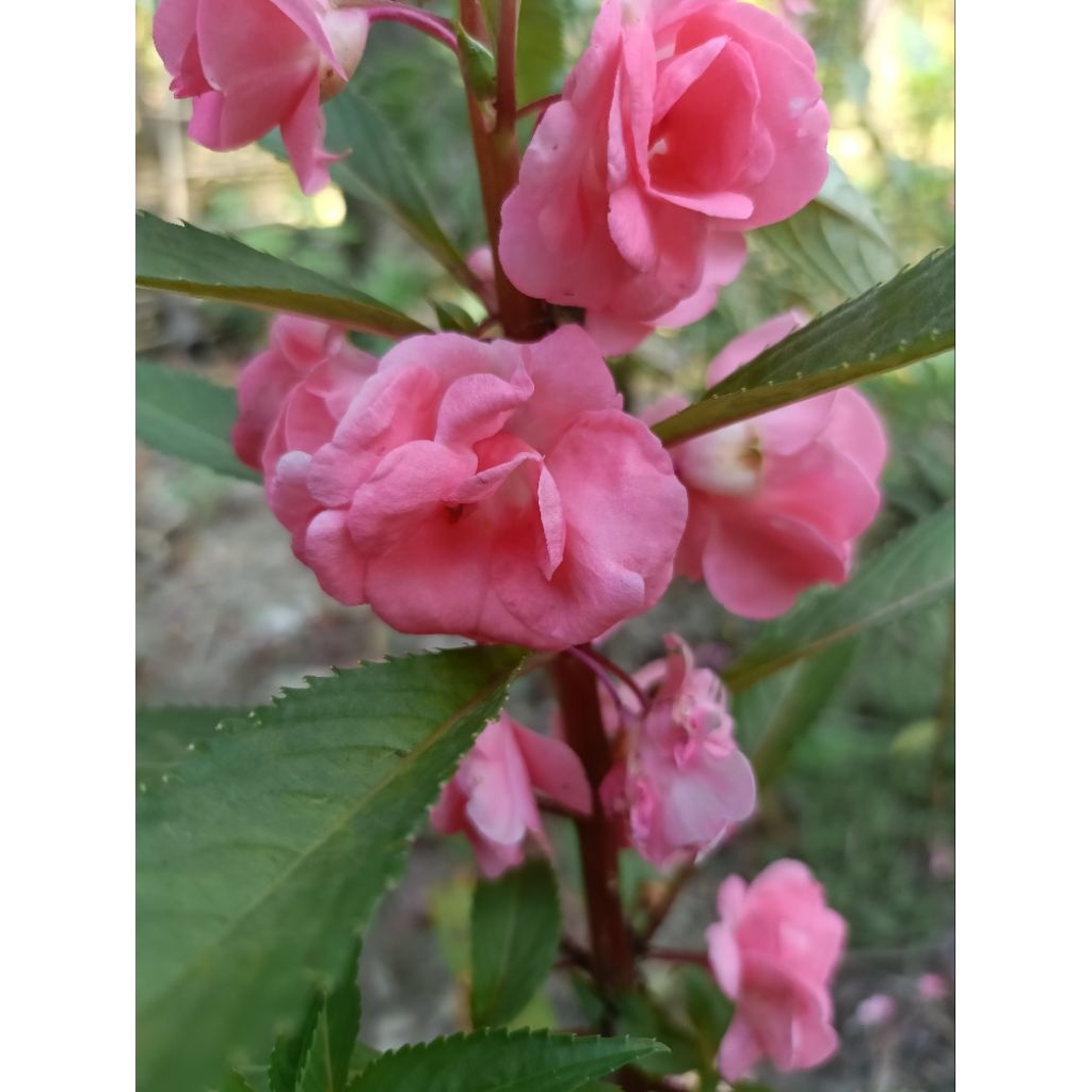 Bunga pacar air pink tumpuk /balsamina pink murah