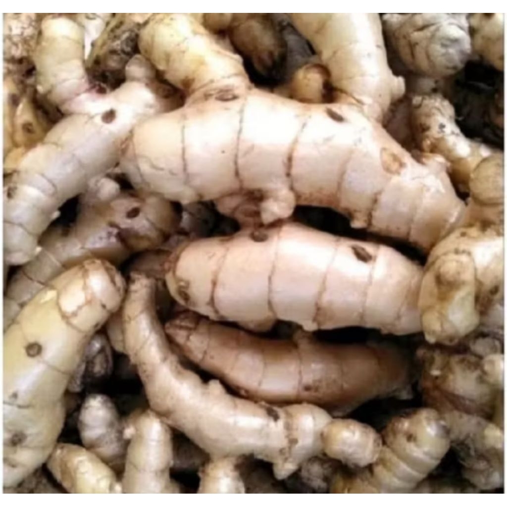 

temu putih herbal alami 1000 gram