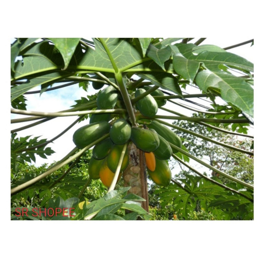 

buah pepaya California 1kg