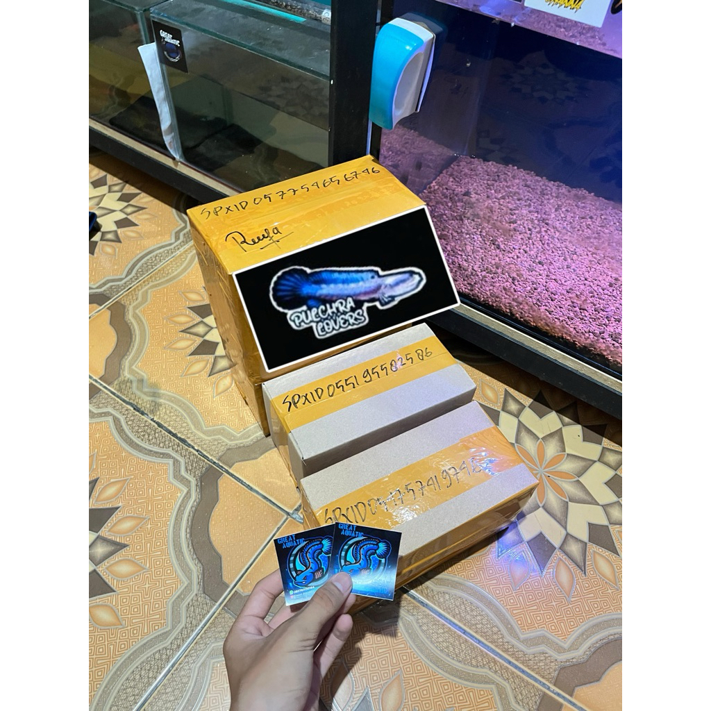 

KARDUS PACKING BLUE PULCHRA SINGLE TANKK 10cm KUALITAS SUPER A++ FREE PELET & STIKERR