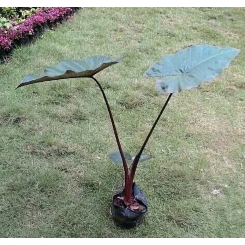 

tales hitam per 1