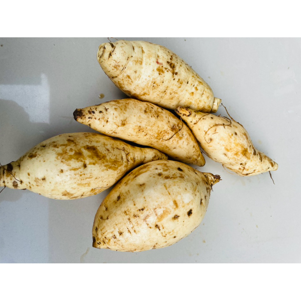 

1Kg Ubi Jalar Putih,Kulitas terbaik