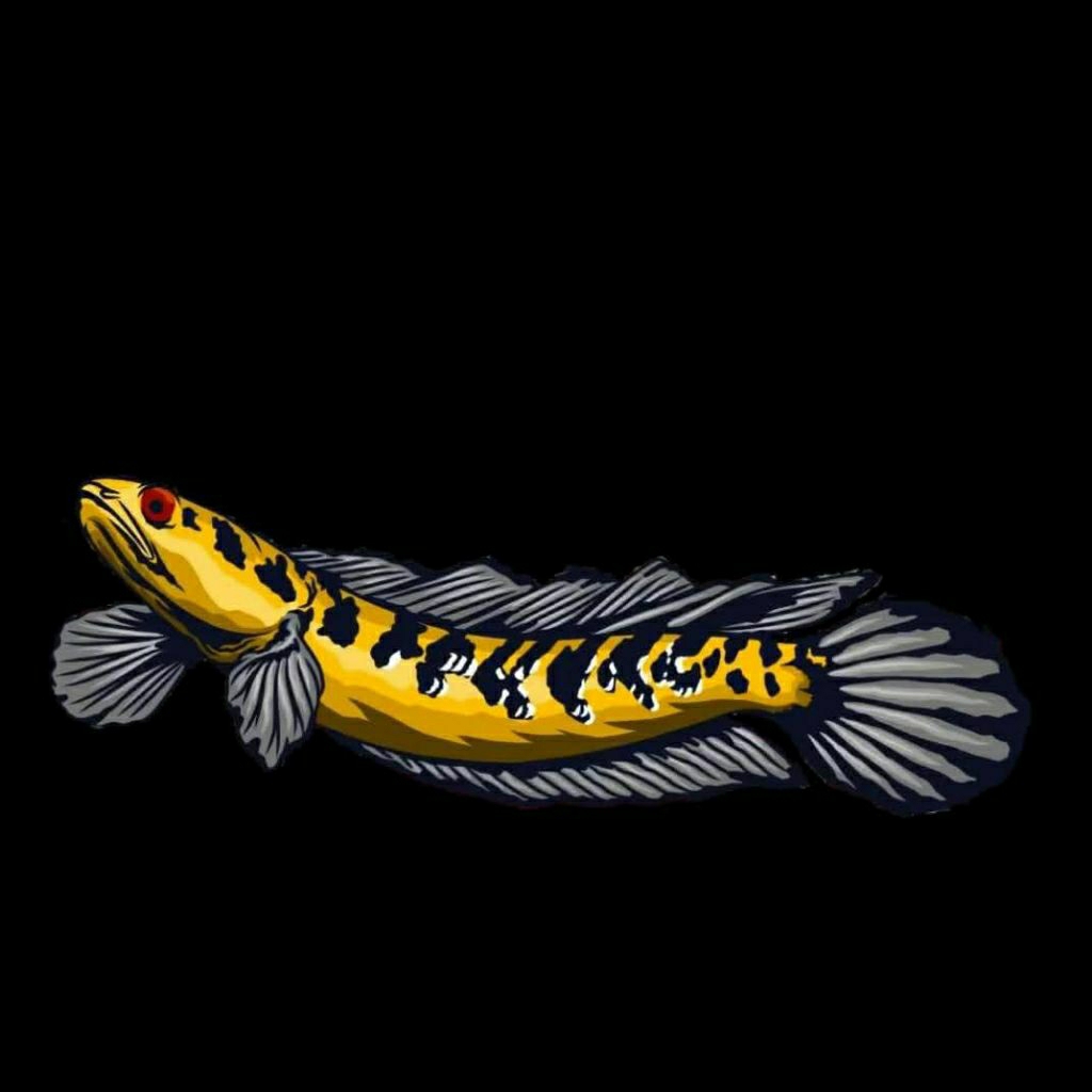 Maru Yellow Sentarum  BATIK