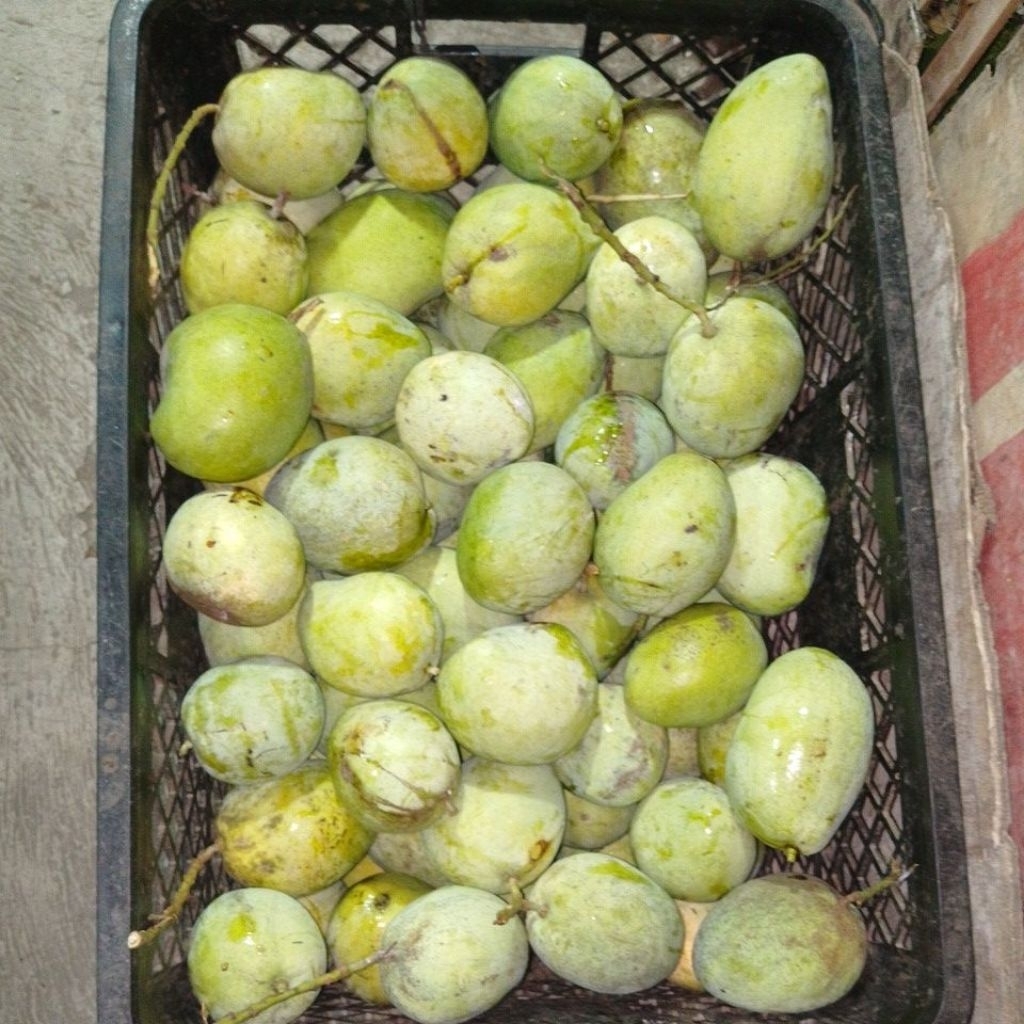 

MANGGA CENGKIR OLEH OLEH KHAS INDRAMAYU