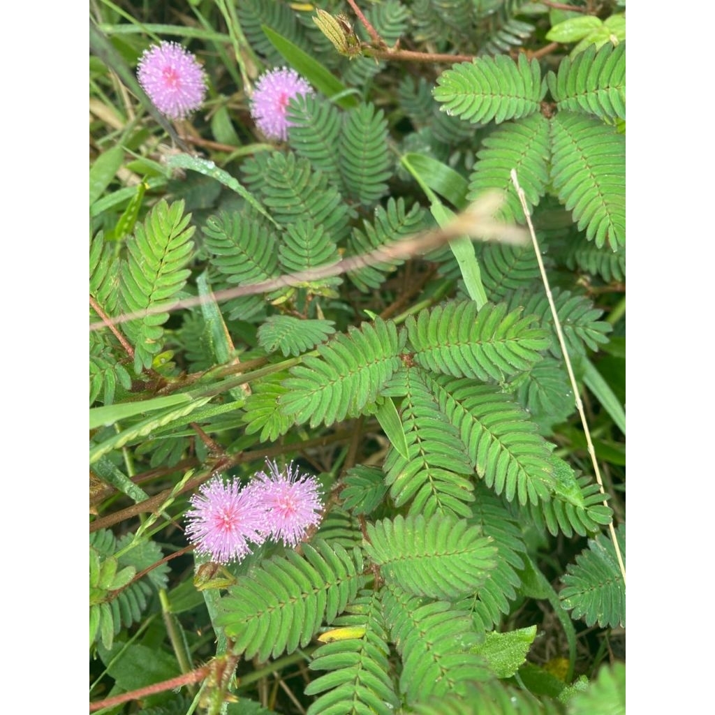 

Daun putri malu super/ segar 100gram